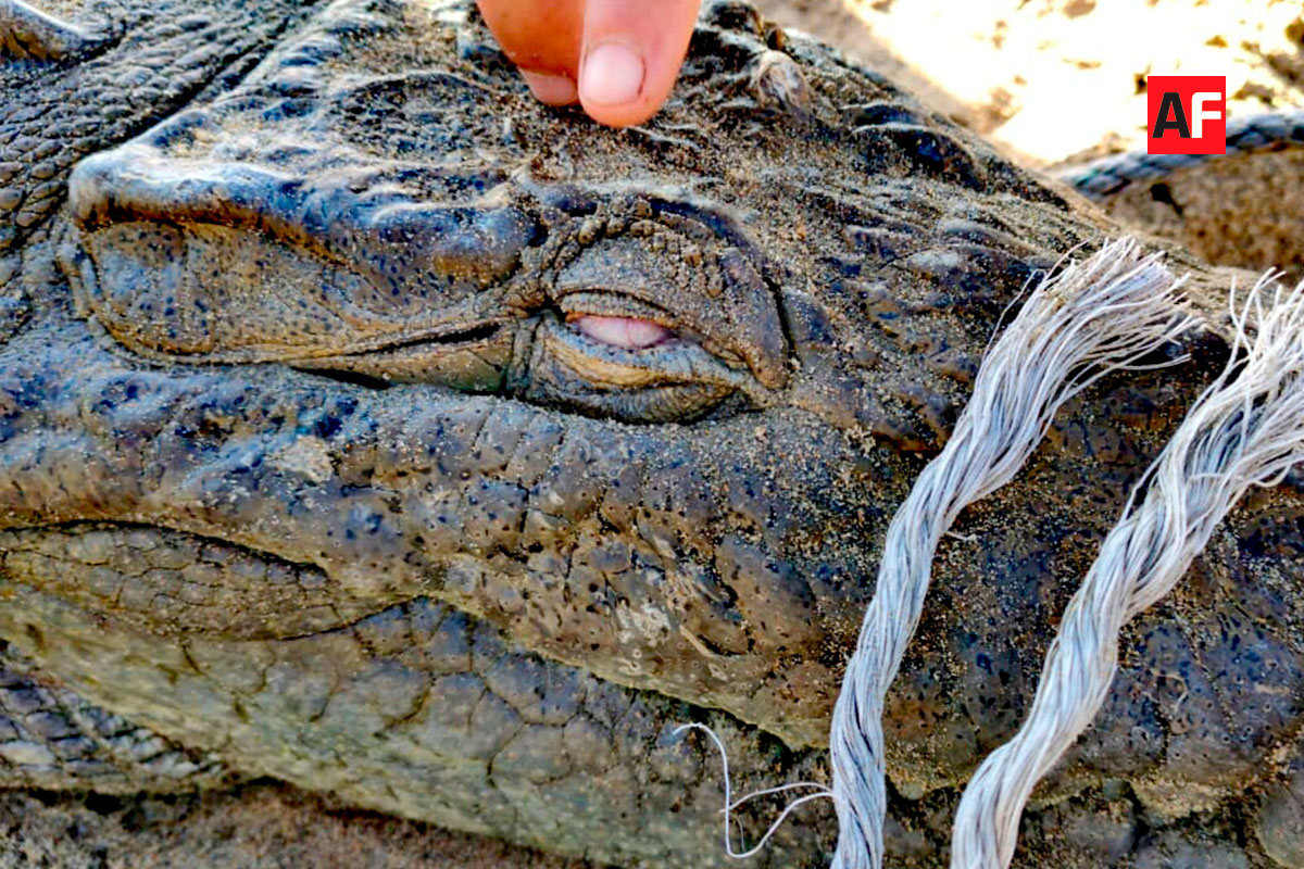 Atrapan a cocodrilo en playa Miramar, Manzanillo | AFmedios .- Agencia de  Noticias