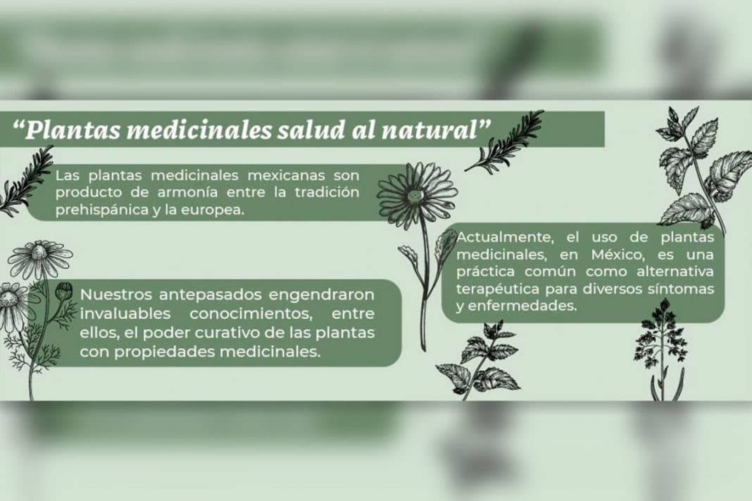 Plantas Medicinales, Opción Tradicional Y Natural Para Conservar La ...